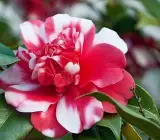 Variegated Pink & White Camellia Plant | Exotic Bicolor Flowering Shrub