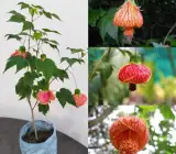 Lantern Hibiscus Flowering Plant | Exotic Hanging Bell Blooms