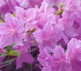 Purple Azalea Flowering Plant | Royal Evergreen Blooming Shrub