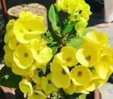Yellow Euphorbia Flowering Plant | Hardy Year-Round Blooming Beauty