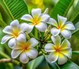 Yellow & White Plumeria Plant | Fragrant Tropical Flowering Frangipani