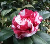 Variegated Pink & White Camellia Plant | Exotic Bicolor Flowering Shrub