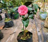 Pink Camellia Flowering Plant | Elegant Evergreen Winter Bloomer