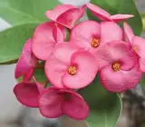 Pink Euphorbia Flowering Plant | Hardy Year-Round Blooming Beauty