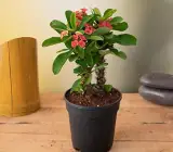 Red Euphorbia Flowering Plant | Hardy Year-Round Blooming Beauty