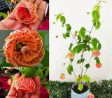 Lantern Hibiscus Flowering Plant | Exotic Hanging Bell Blooms
