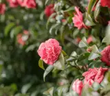 Pink Camellia Flowering Plant | Elegant Evergreen Winter Bloomer