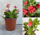Pink Euphorbia Flowering Plant | Hardy Year-Round Blooming Beauty