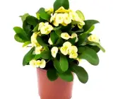 Yellow Euphorbia Flowering Plant | Hardy Year-Round Blooming Beauty
