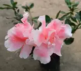 White & Pink Azalea Flowering Plant | Bicolor Elegant Blooming Shrub