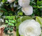 White Camellia Flowering Plant | Elegant Evergreen Winter Bloomer