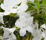 White Azalea Flowering Plant | Elegant Evergreen Blooming Shrub
