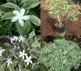 Variegated Tagar Flowering Plant | Fragrant White Crape Jasmine