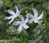 Variegated Tagar Flowering Plant | Fragrant White Crape Jasmine