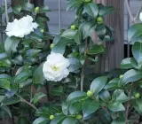 White Camellia Flowering Plant | Elegant Evergreen Winter Bloomer