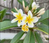 Yellow & White Plumeria Plant | Fragrant Tropical Flowering Frangipani