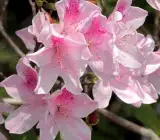 White & Pink Azalea Flowering Plant | Bicolor Elegant Blooming Shrub