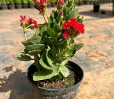 Florist Kalanchoe FLOWERING PLANT(RED)