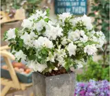 White Azalea Flowering Plant | Elegant Evergreen Blooming Shrub