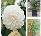 White Camellia Flowering Plant | Elegant Evergreen Winter Bloomer