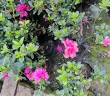 Purple Azalea Flowering Plant | Royal Evergreen Blooming Shrub