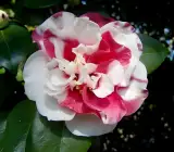 Variegated Pink & White Camellia Plant | Exotic Bicolor Flowering Shrub