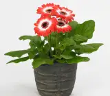 Red White Gerbera Plant | Tissue Culture Heavy Flowering Outdoor Plant