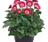 Red White Gerbera Plant | Tissue Culture Heavy Flowering Outdoor Plant
