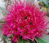 First Love Flowering Plant | Rare Pink Powder-Puff Exotic Outdoor Plant