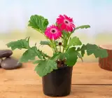 Pink Gerbera Plant | Tissue Culture Heavy Flowering Outdoor Plant
