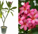 Pink Plumeria Frangipani Plant | Highly Fragrant Tropical Flowering Tree