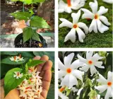 Parijat (Shiuli) Flowering Plant | Night Jasmine | Highly Fragrant Outdoor Plant