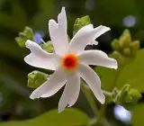 Parijat (Shiuli) Flowering Plant | Night Jasmine | Highly Fragrant Outdoor Plant