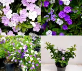 Yesterday Today Tomorrow Plant | 3-Color Blooming Fragrant Flowering Shrub