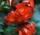 Tecoma Orange Flowering Plant | Heavy Blooming Outdoor Garden Plant