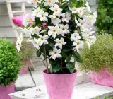 White Mandevilla Plant | Premium Outdoor Flowering Climber | Heavy Blooms