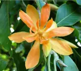 Swarna Chapa Plant | Magnolia Champaca | Golden Fragrant Flowering Tree