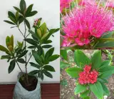 First Love Flowering Plant | Rare Pink Powder-Puff Exotic Outdoor Plant