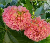 Pink Dombeya Flowering Plant | Rare Snowball Bloom Outdoor Ornamental Plant