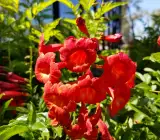 Tecoma Orange Flowering Plant | Heavy Blooming Outdoor Garden Plant