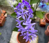 Neel Moni Lota Plant | Petrea volubilis | Premium Purple Flowering Climber