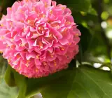 Pink Dombeya Flowering Plant | Rare Snowball Bloom Outdoor Ornamental Plant