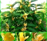 Swarna Chapa Plant | Magnolia Champaca | Golden Fragrant Flowering Tree