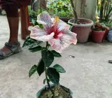 White Pink Red Shaded Hybrid Hibiscus Plant | Premium Grafted Hibiscus