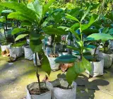 Neel Moni Lota Plant | Petrea volubilis | Premium Purple Flowering Climber