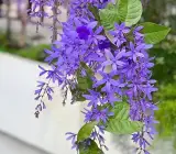Neel Moni Lota Plant | Petrea volubilis | Premium Purple Flowering Climber