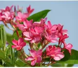 Pink Plumeria Frangipani Plant | Highly Fragrant Tropical Flowering Tree
