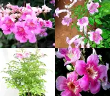 Tecoma Pink Flowering Plant | Heavy Blooming Outdoor Garden Shrub