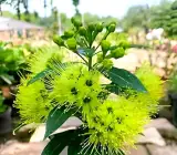 Golden First Love Plant | Rare Yellow Exotic Flowering Outdoor Plant
