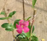 Pink Mandevilla Plant | Premium Outdoor Flowering Climber | Heavy Blooms